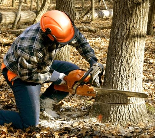 Tree Removal in Iron City, TN